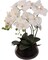 2-Pack White Phalaenopsis Orchid | Elegant Faux Orchids in 7" Black Pots – Lifelike Decor for Home & Office
